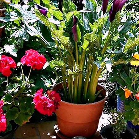 Alpinferienwohnung Neuhuber Bad Goisern am Hallstättersee