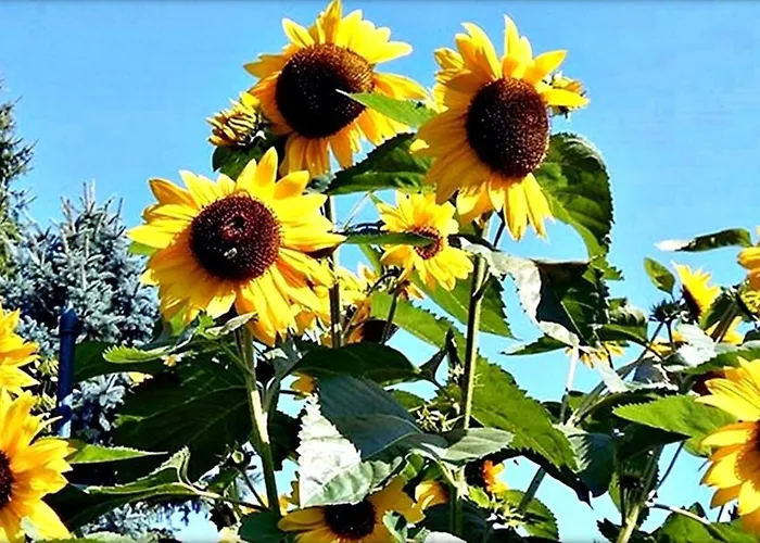 Alpinferienwohnung Neuhuber Бад Гоисерн