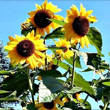 Alpinferienwohnung Neuhuber Bad Goisern